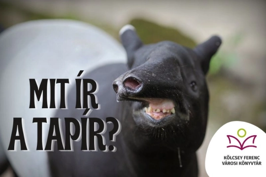 Laptapír
