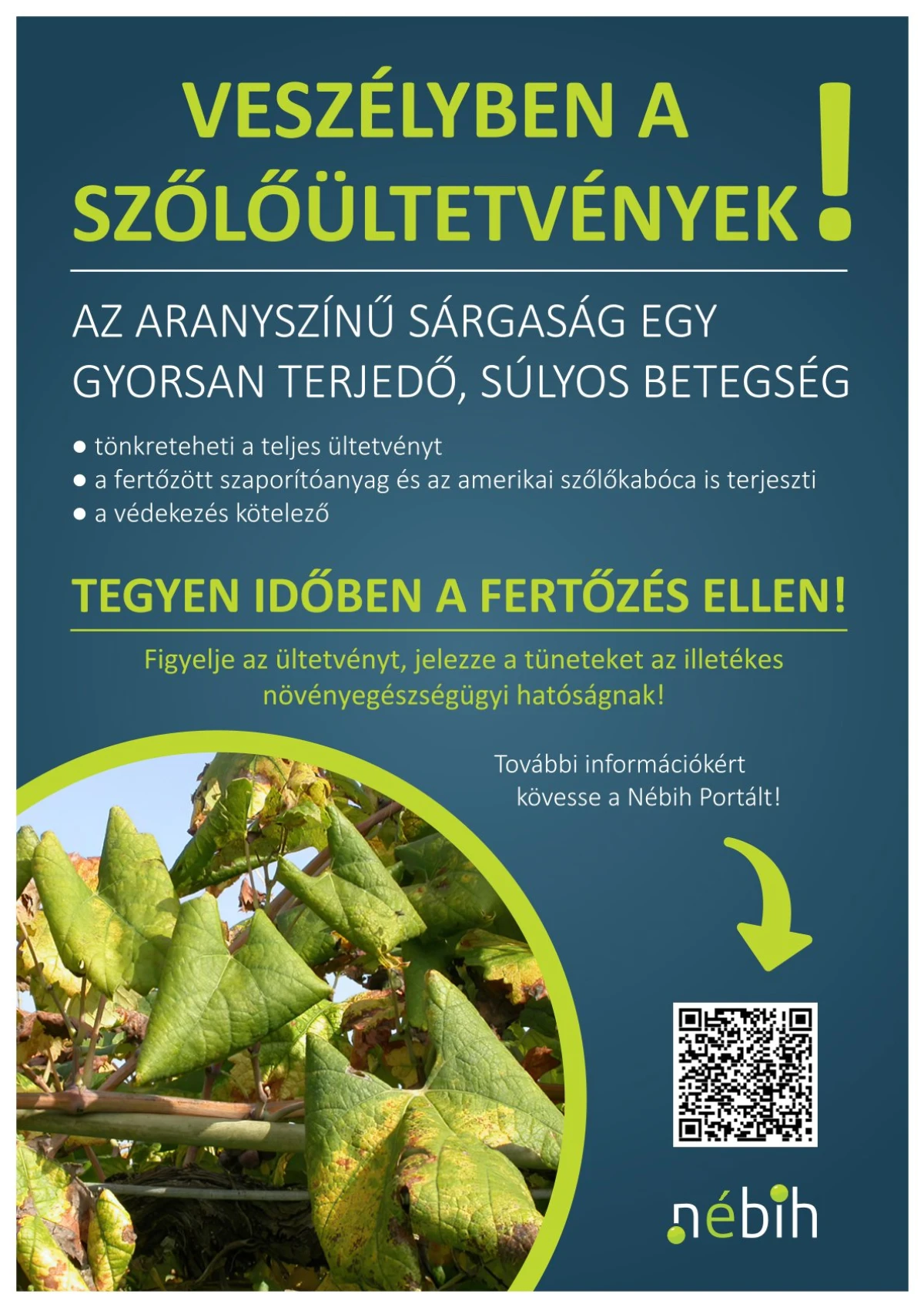 Veszélyben a szőlőültetvények_színes-1