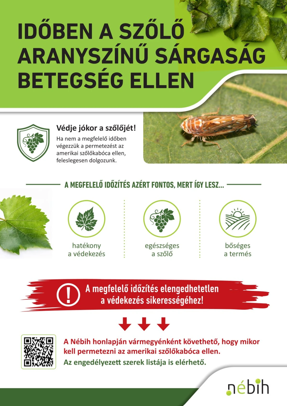 Időben a szőlő aranyszínű sárgaság betegség ellen_színes-1
